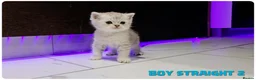 Scottish Fold cats for sale: Beautiful Scottish Fold,British & Munchkin Kittens - Advert 18