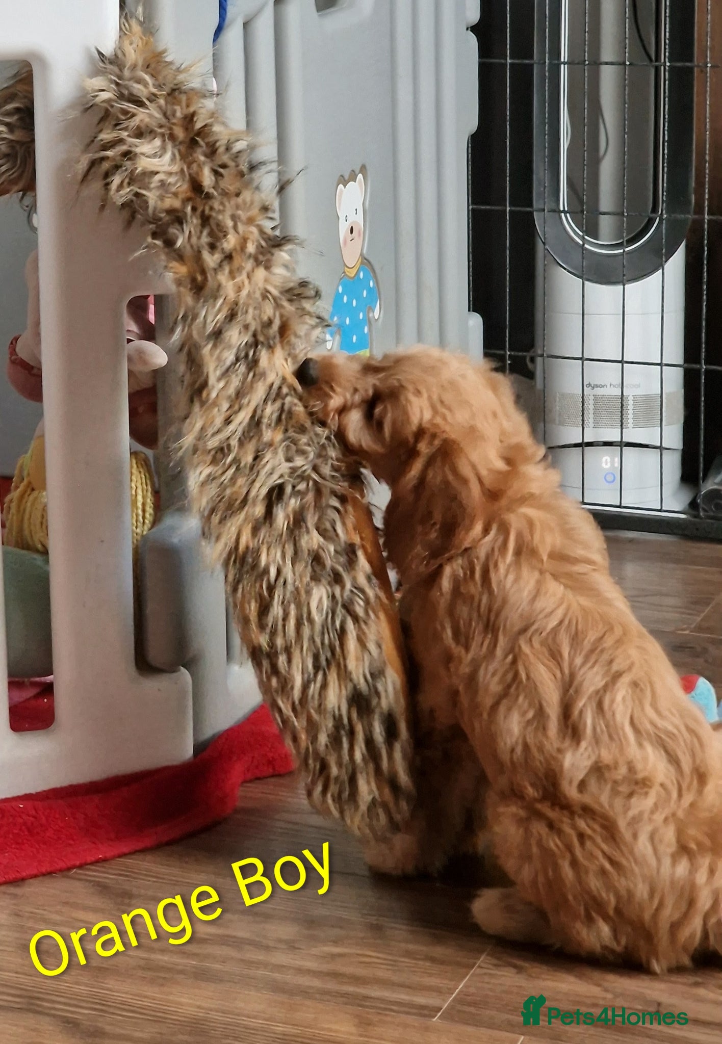 Mini Goldendoodle dogs READY NOW Miniature Goldendoodle Puppies F1B  - Advert 2