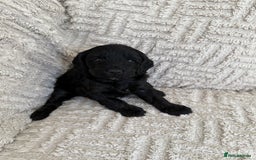Cockapoo dogs for sale: Stunning F1B Merle Cockapoo Puppies!!!! - Image 35