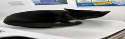 Mixed Breed cats for adoption: ❤️🐱 LUCY – A LITTLE BLACK BEAUTY - Advert 4