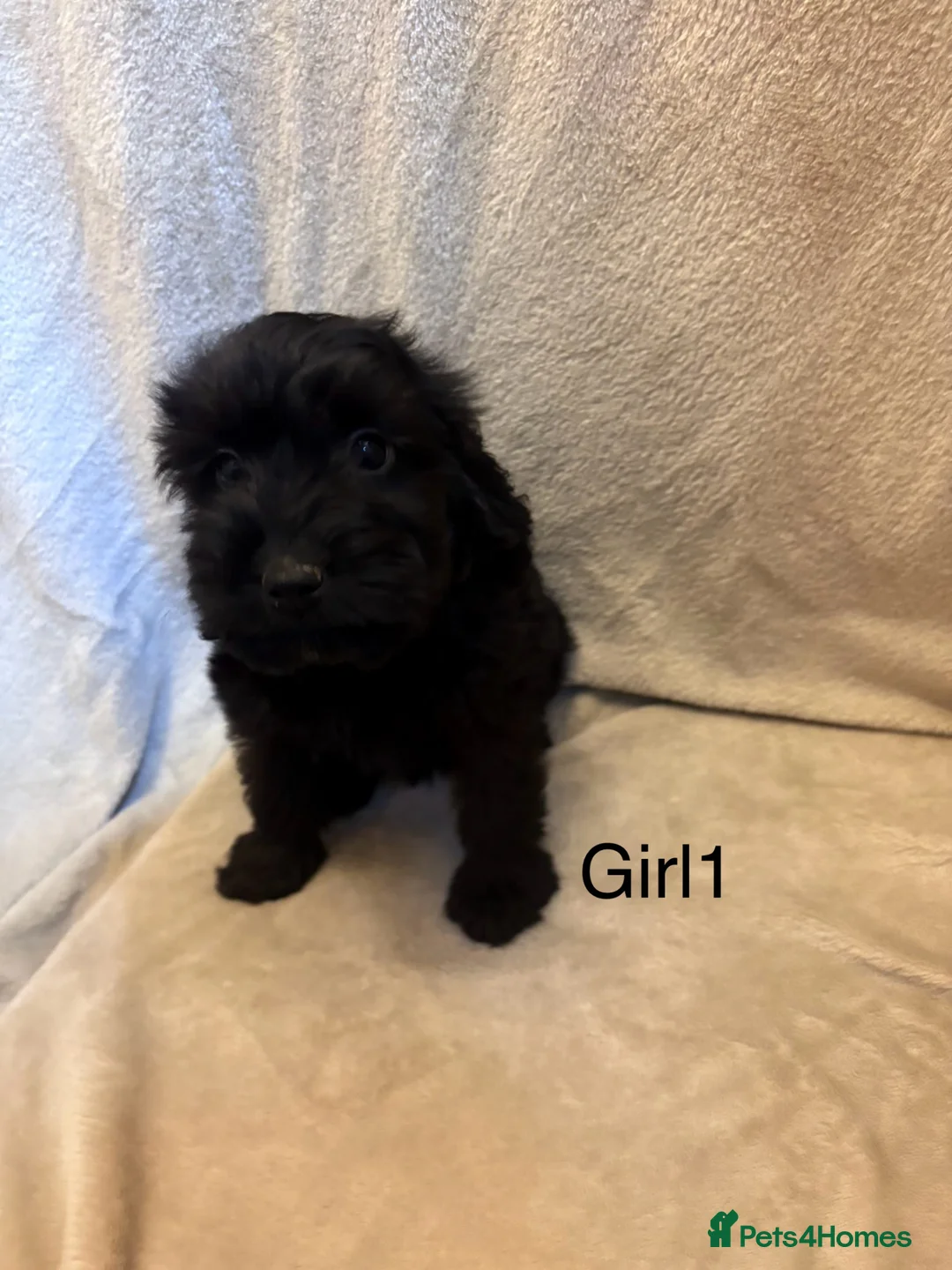 Cockapoo dogs for sale: F1 Cockapoo puppies  in Iver - Advert 32