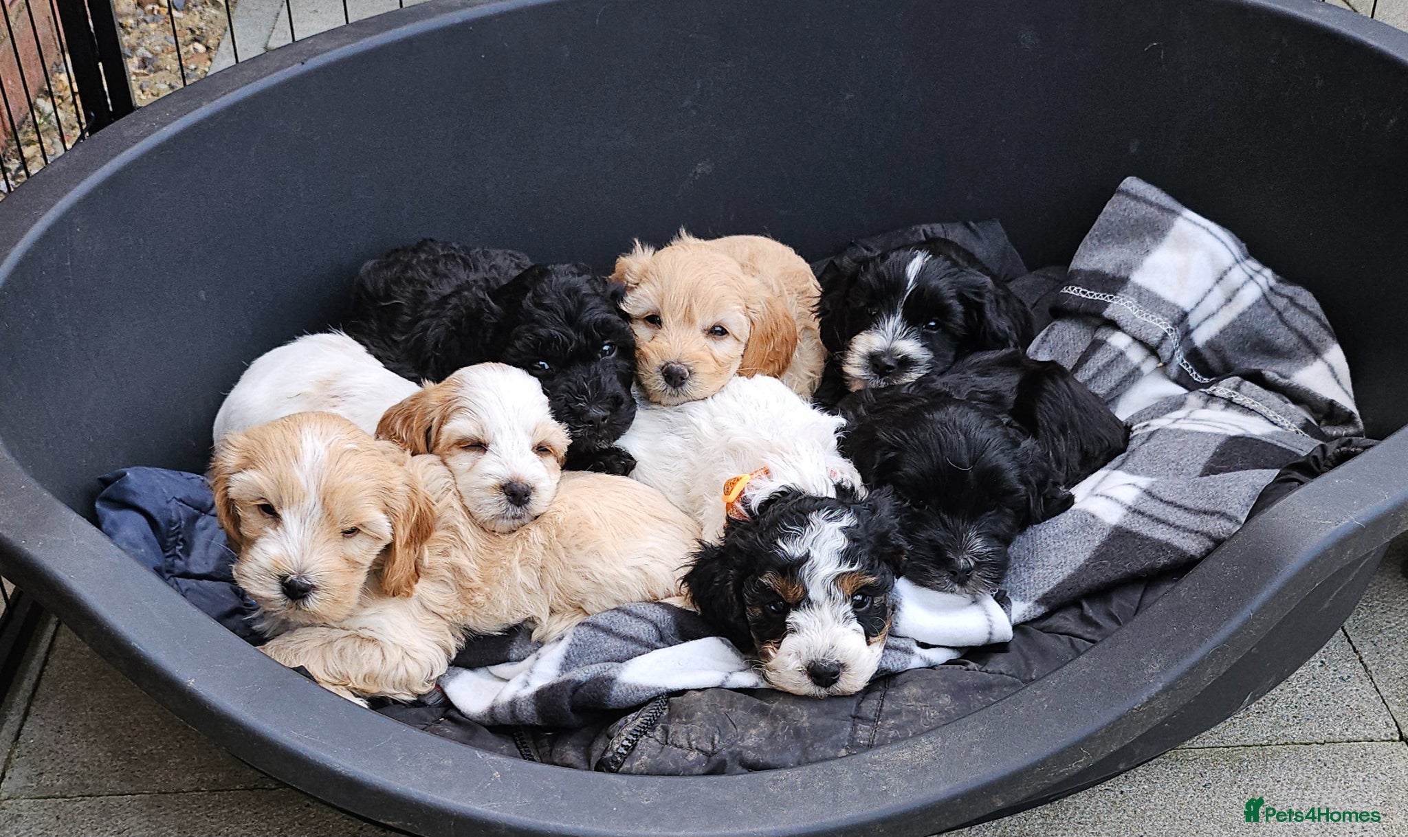 Cockapoo dogs 7 beautiful little cockerpoo puppies 🐶🐶 - Advert 1