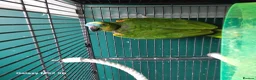 Parrots birds for sale: Blue fronted amazon parrot in Leicester - Advert 3