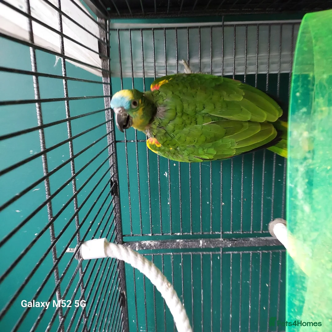 Parrots birds for sale: Blue fronted amazon parrot in Leicester - Advert 3