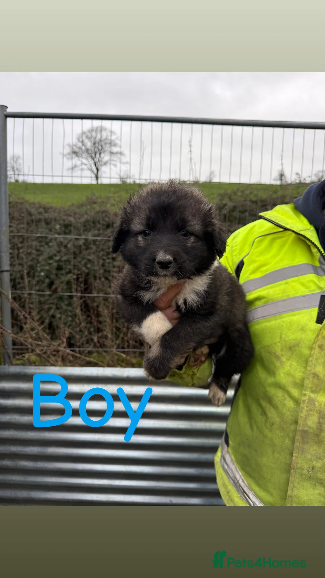 Caucasian Shepherd Dog dogs for sale: Beautiful Caucasian shepherd puppies in Radstock - Advert 8