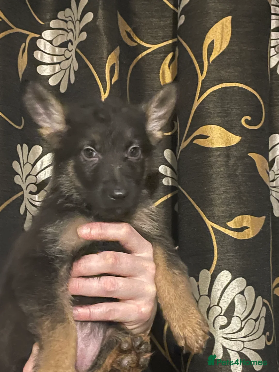 German Shepherd dogs for sale: German shepherd puppies ready now  in Sheffield - Advert 14