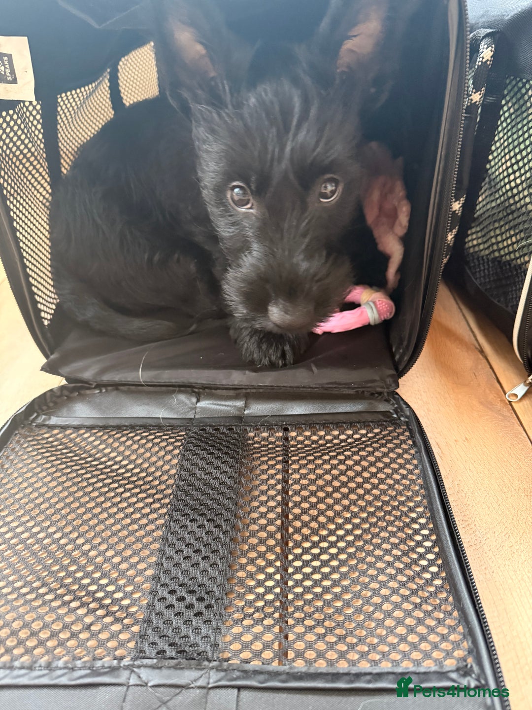 Scottish Terrier dogs for sale: 12 week old Scotty puppy bitch  - Advert 1