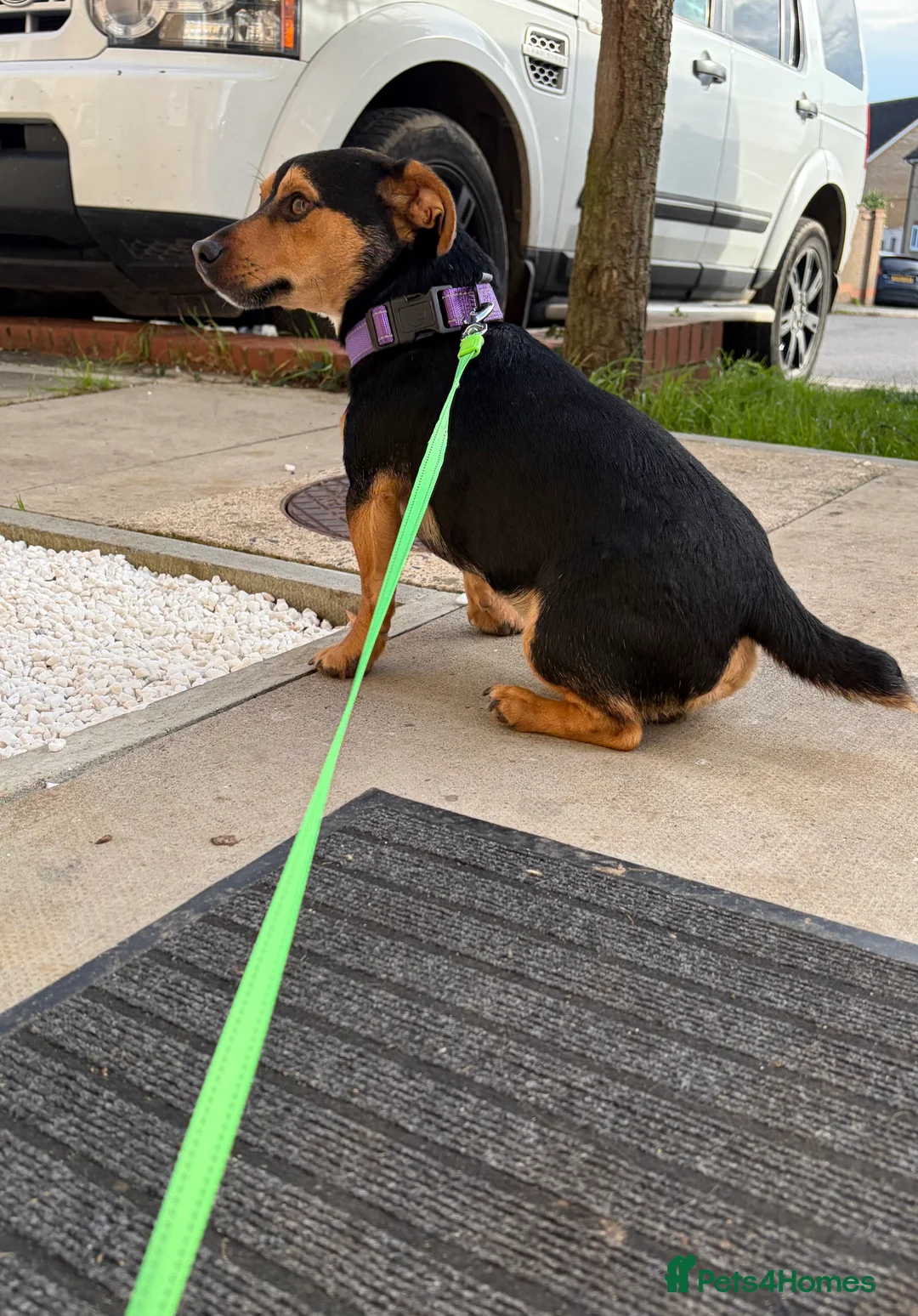 Jack Russell dogs for stud: Stud  - Advert 2