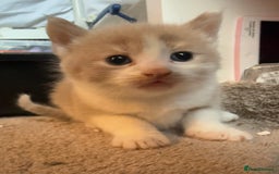 British Shorthair cats for sale: 🐾Turkish Angora × British Blue Kittens Ready Soon - Image 20