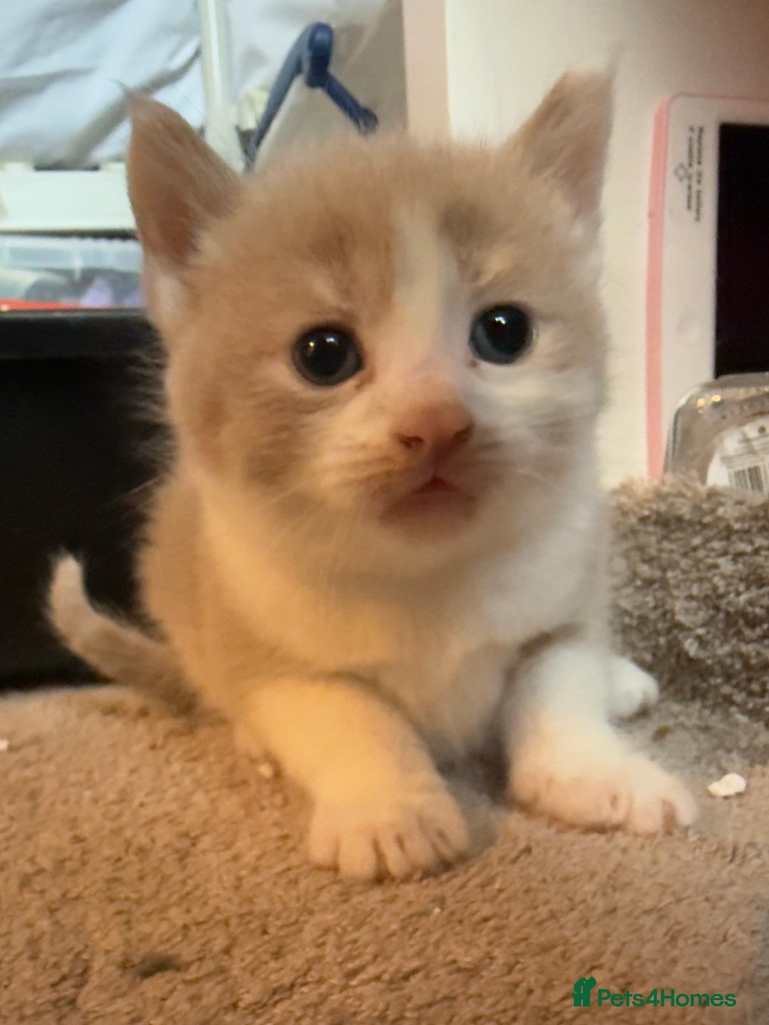 British Shorthair cats for sale: 🐾Turkish Angora × British Blue Kittens Ready Soon - Image 20