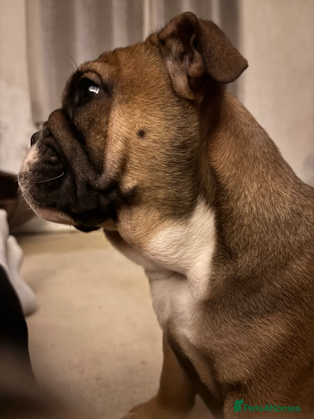 English Bulldog dogs for sale: Little Lyra 6 months old  - Advert 1