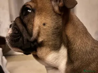 English Bulldog dogs Little Lyra 6 months old - Advert 1