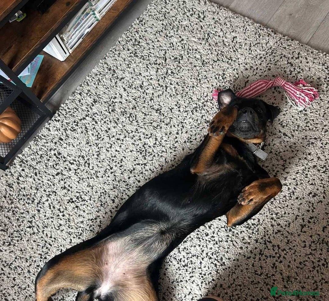 Mixed Breed dogs for adoption: Meet Nova, currently residing in Liverpool  - Advert 6