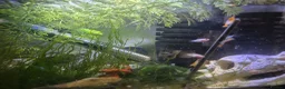 Platies fish for sale: Mickey mouse and spoty platy fry in Bournemouth - Advert 2