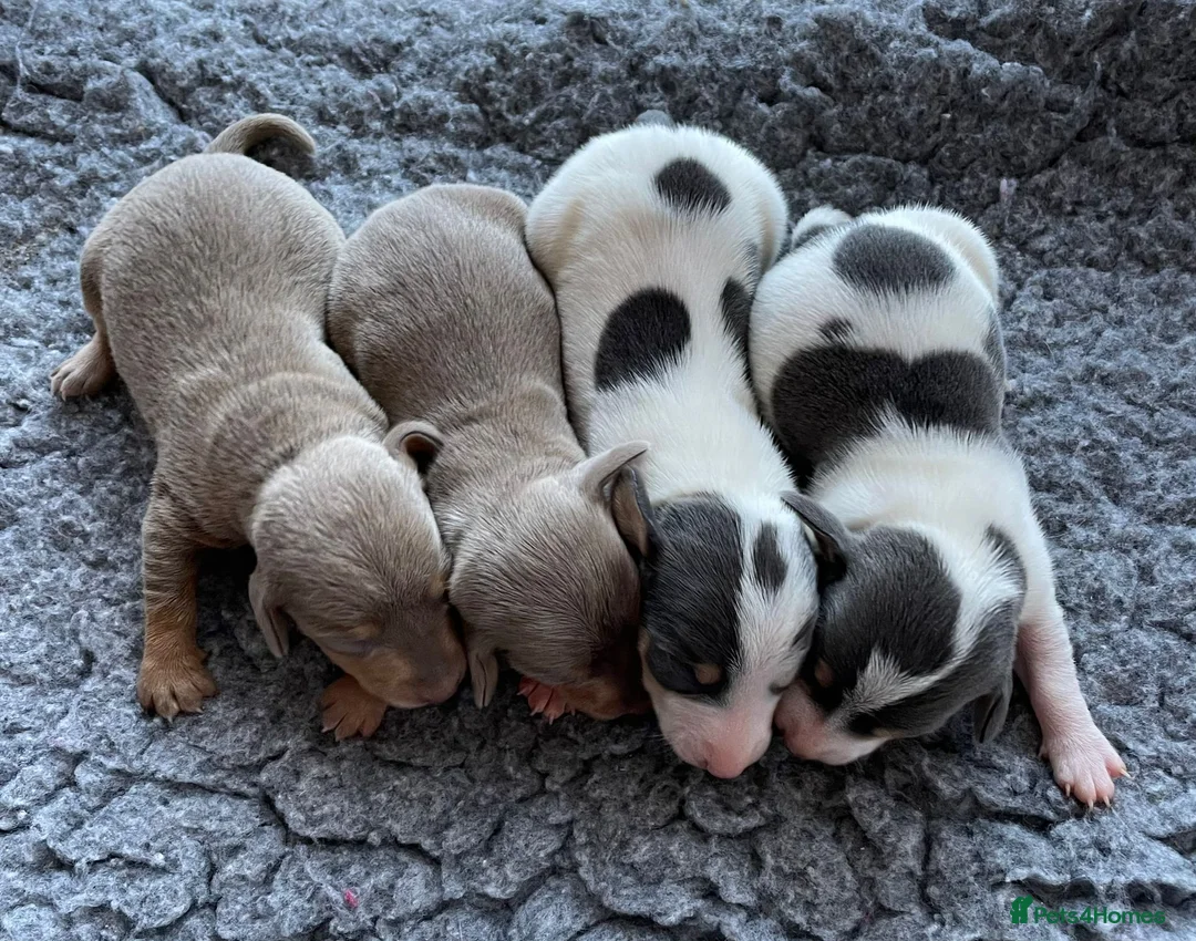 Miniature Dachshund dogs for stud: 🍦ALPHA mini cream Int/Int pied Smooth dachshund ! in Mexborough - Advert 21