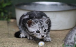 Bengal cats for sale: Pure Bred Bengal Kittens  - Image 2