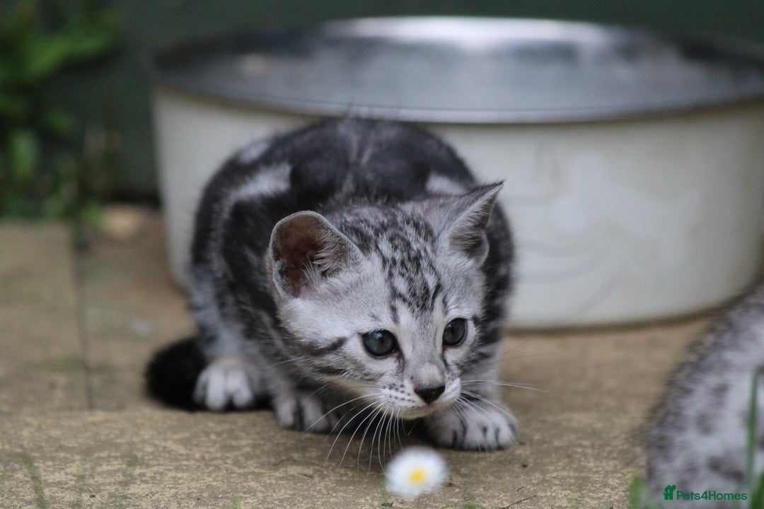 Bengal cats for sale: Pure Bred Bengal Kittens  - Image 2