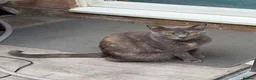 European cats for sale: Beautiful European shorthair - Advert 1