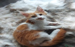 Maine Coon cats for sale: Beautiful XXL Maine-coon kittens 😸 ♥️  - Image 22