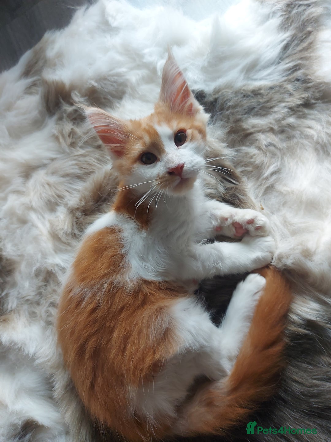 Maine Coon cats for sale: Beautiful XXL Maine-coon kittens 😸 ♥️  - Image 22