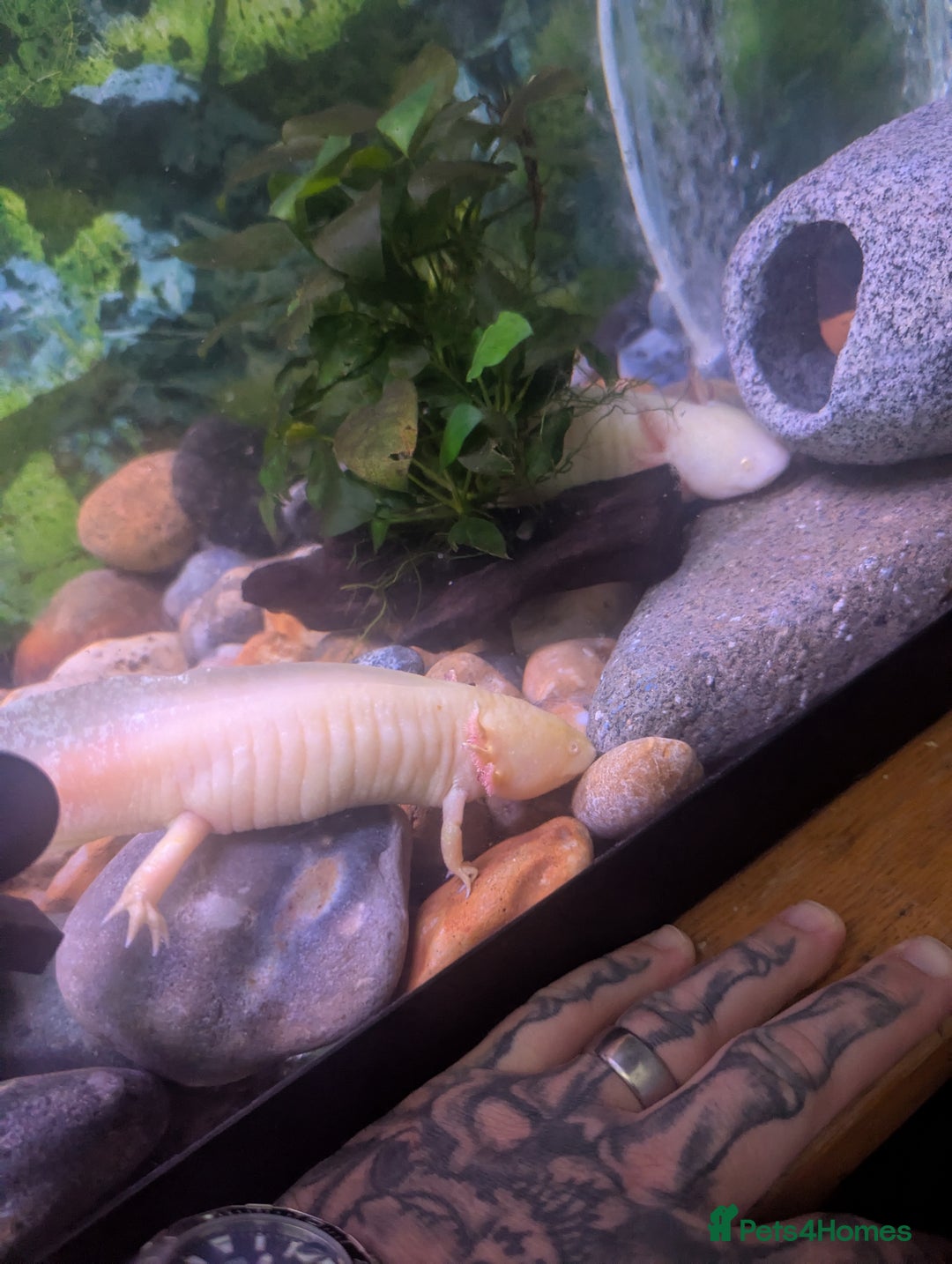 Axolotl reptiles for sale: Two axolotls and full setup - Image 2