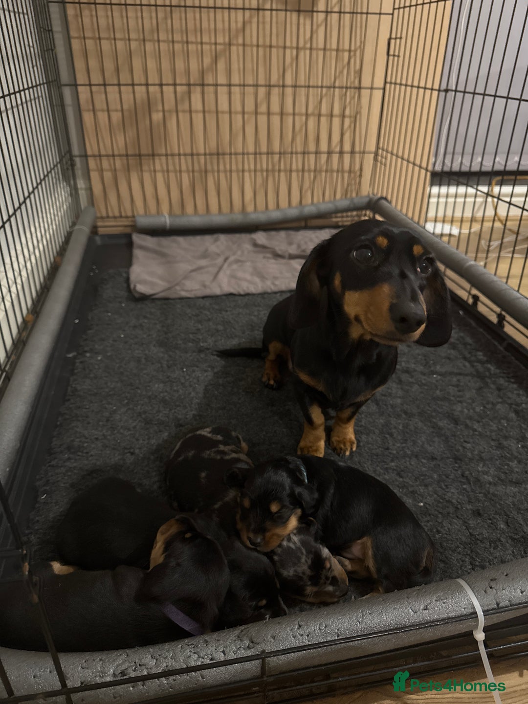 Dachshund dogs for sale: 4 miniature x jack russle   - Advert 11