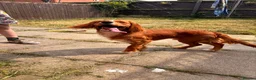 Cocker Spaniel dogs for sale: 2 year old male Cocker Spaniel - Advert 1