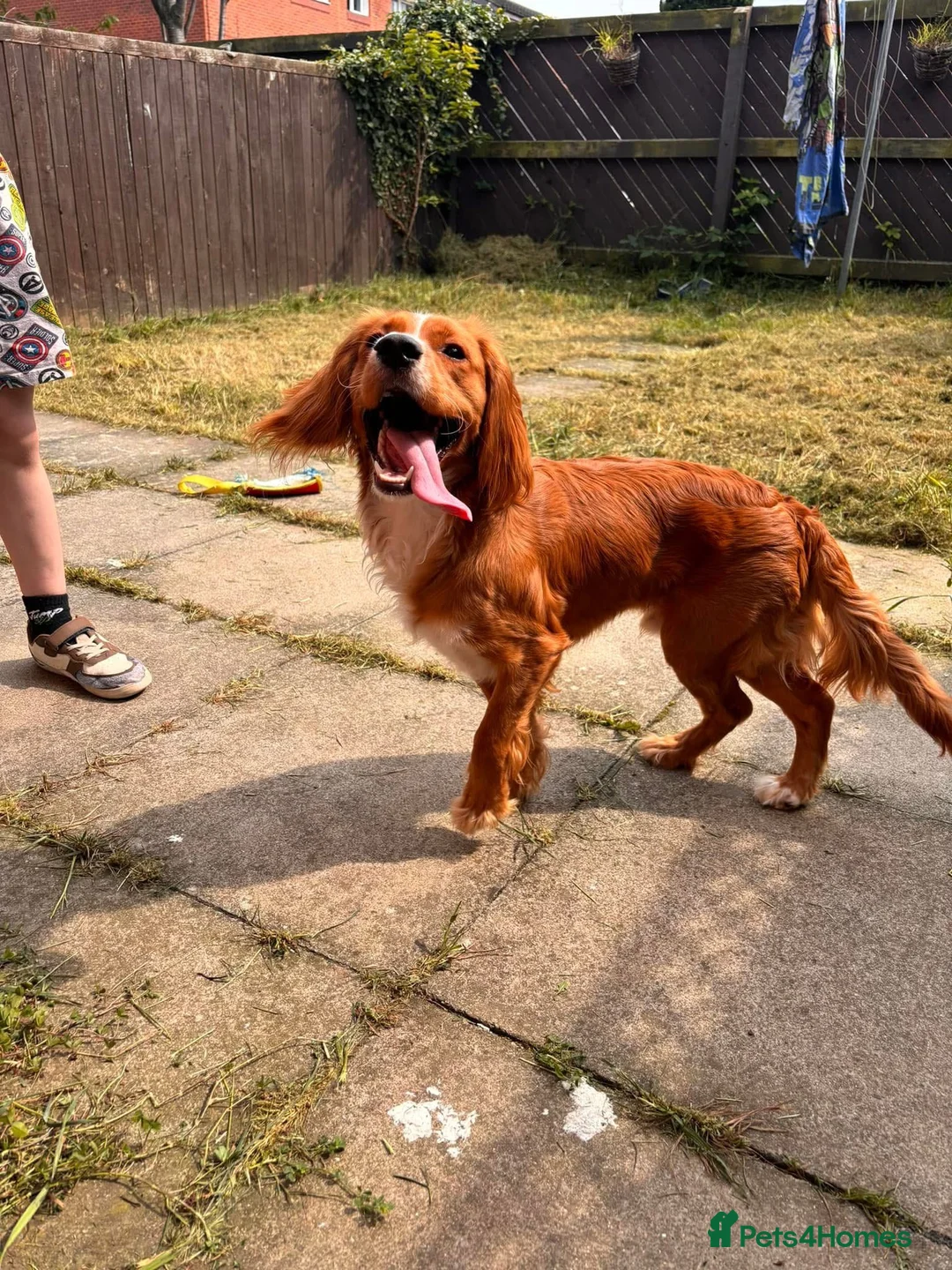 Cocker Spaniel dogs for sale: 2 year old male Cocker Spaniel - Advert 1