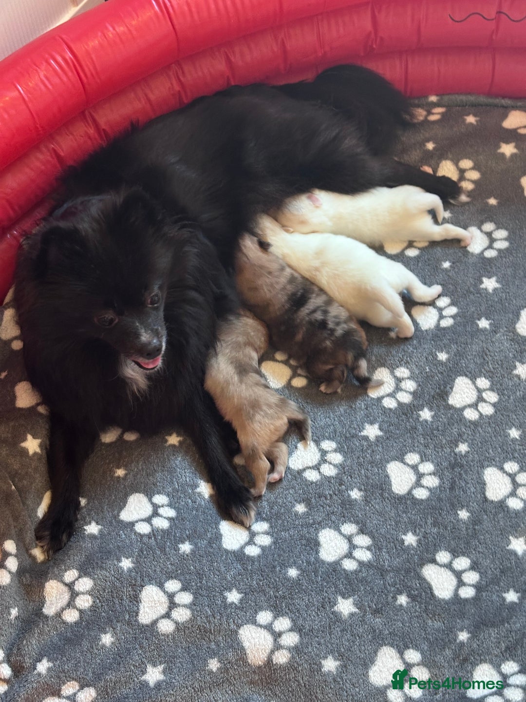Pomeranian dogs for sale: Beautiful Pomeranian Puppies🩷 - Image 2