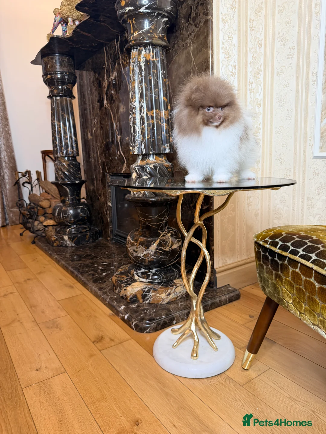 Pomeranian dogs for sale: Exclusive Lilac Party color Pomeranian Boy - Advert 18