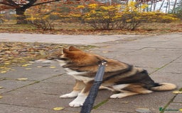 Saarloos Wolfdog dogs for sale: WEST SIBERIAN LAIKA TRAINED IMPORTED VIDEOS - Image 3