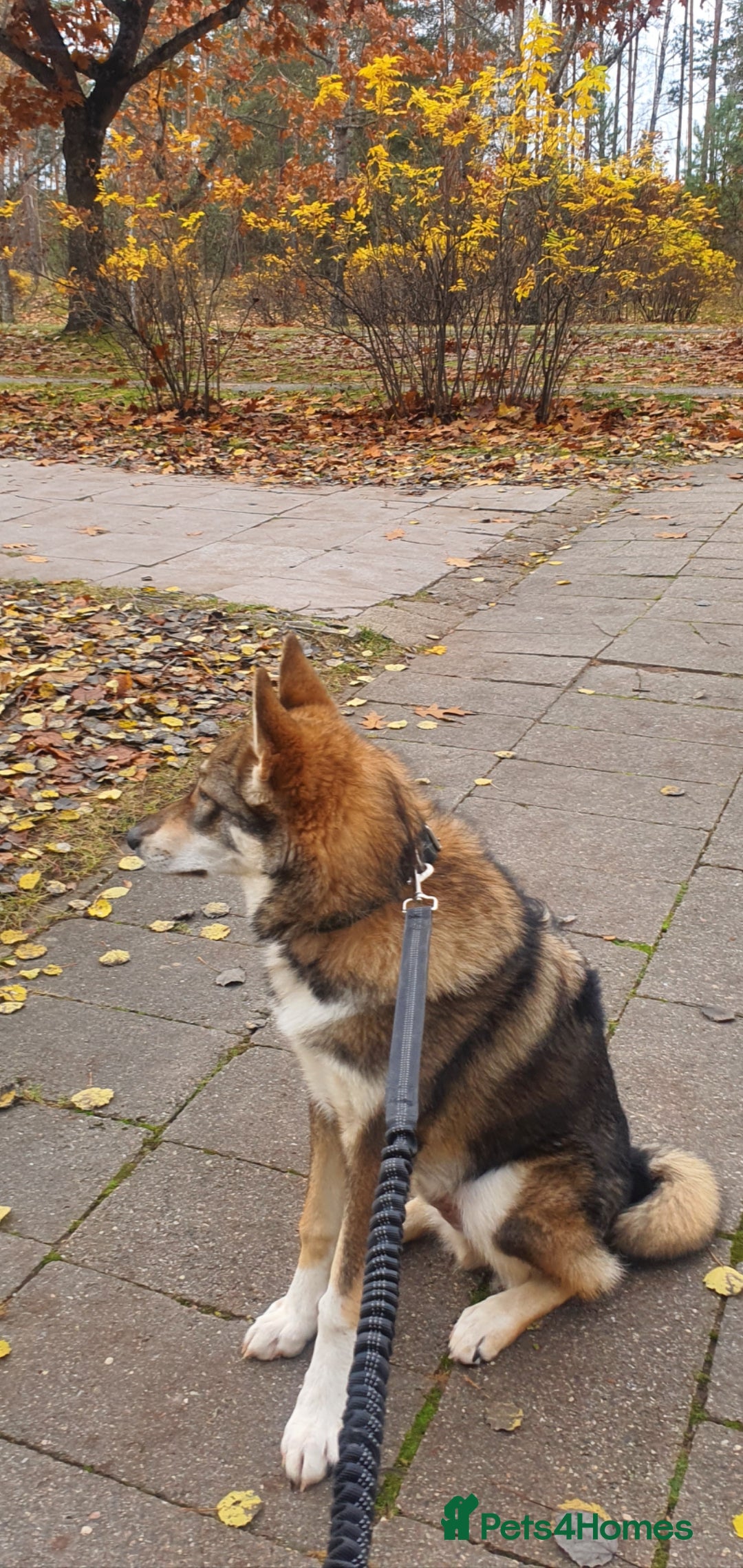 Saarloos Wolfdog dogs for sale: WEST SIBERIAN LAIKA TRAINED IMPORTED VIDEOS - Image 3