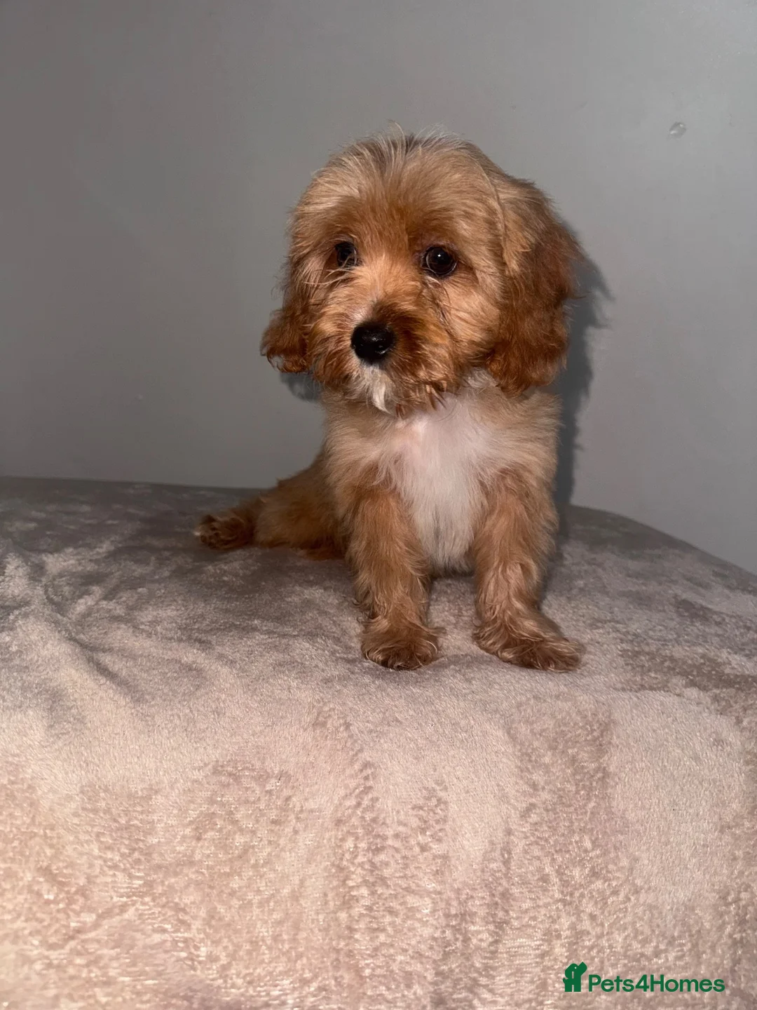 Beautiful cavapoos for sale in Sunderland | Pets4Homes
