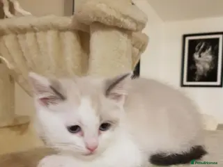 Ragdoll cats 3 beautiful ragdoll x kittens READY NOW - Advert 3