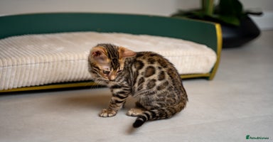 Bengal cats Flapjack-Stunning Brown Bengal-Champion TICA Line - Advert 5