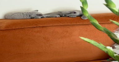 British Shorthair cats - Advert 4