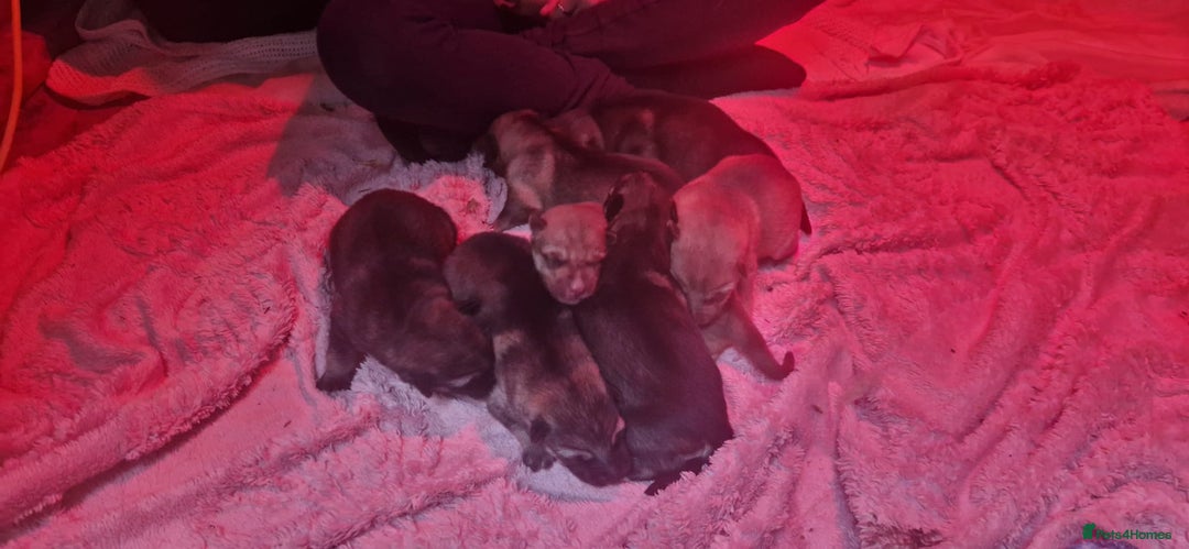 Shepsky dogs for sale: Beautiful chunky litter of shepsky pups - Image 10