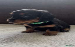 Miniature Dachshund dogs for sale: Long Haired Miniature Dachshunds - Image 8