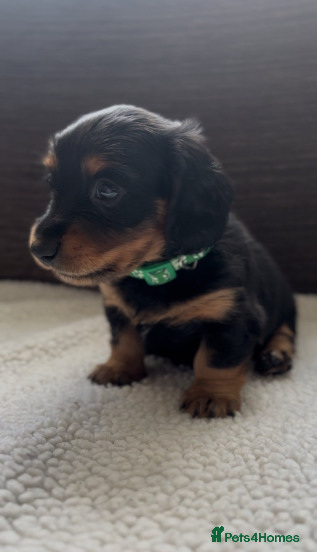 Miniature Dachshund dogs for sale: Long Haired Miniature Dachshunds - Image 8