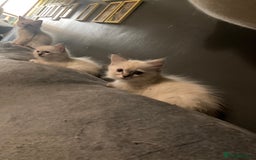Ragdoll cats for sale: GCCF Registered Ragdolls  - Image 10