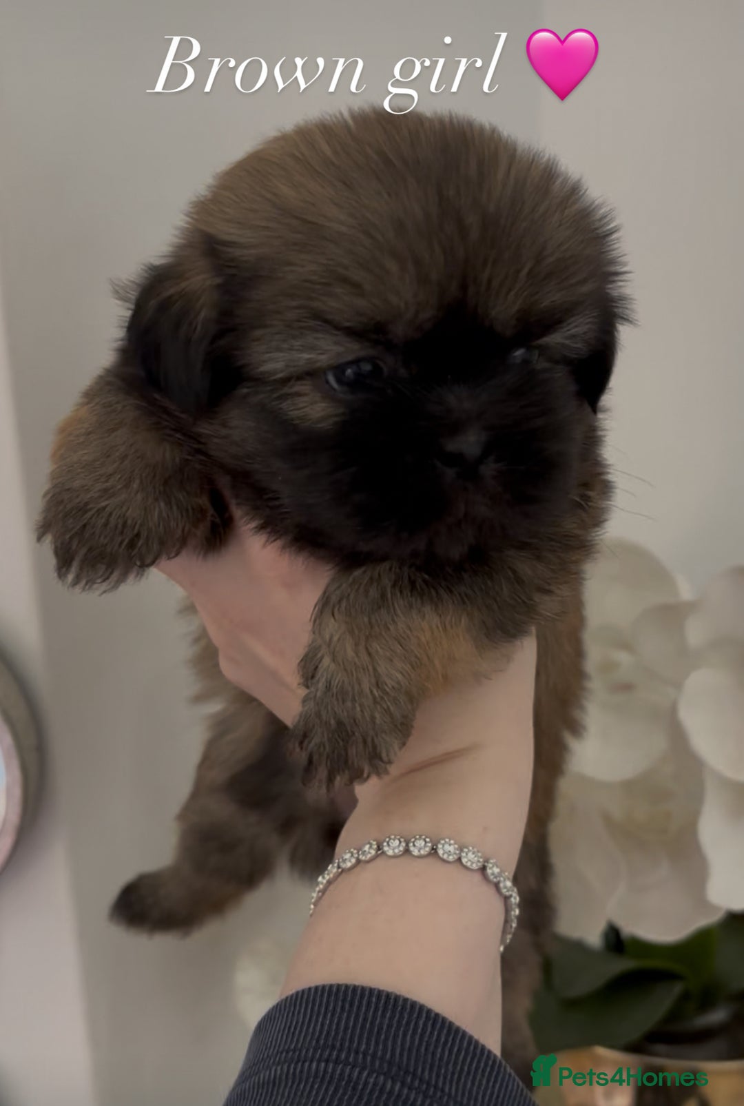 Shih Tzu dogs for sale: 4 shih tzu puppies for sale  - Image 2