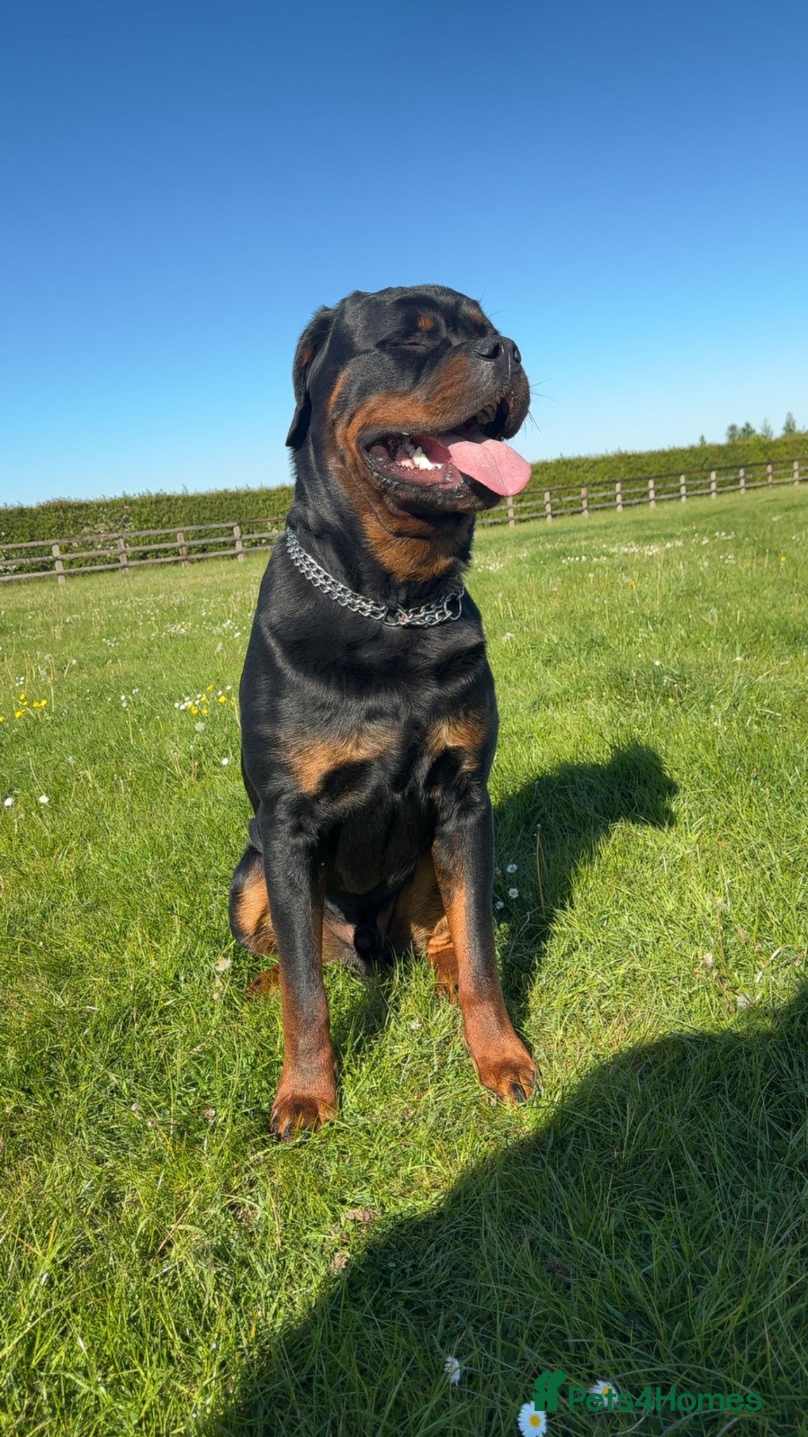 Rottweiler dogs for stud: Rottweiler for stud  - Advert 3