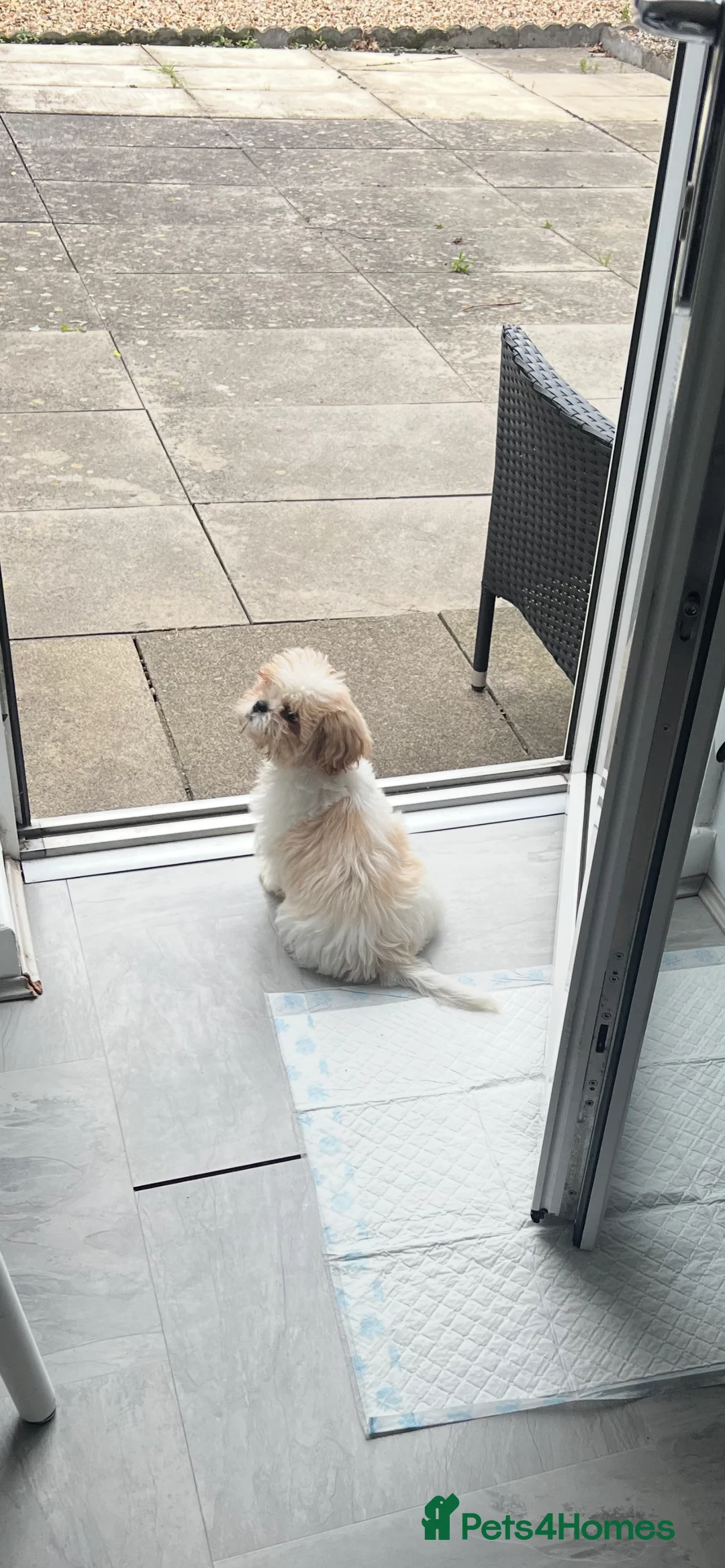 Malshi dogs for sale: Beautiful Malshi needs new home - Advert 12