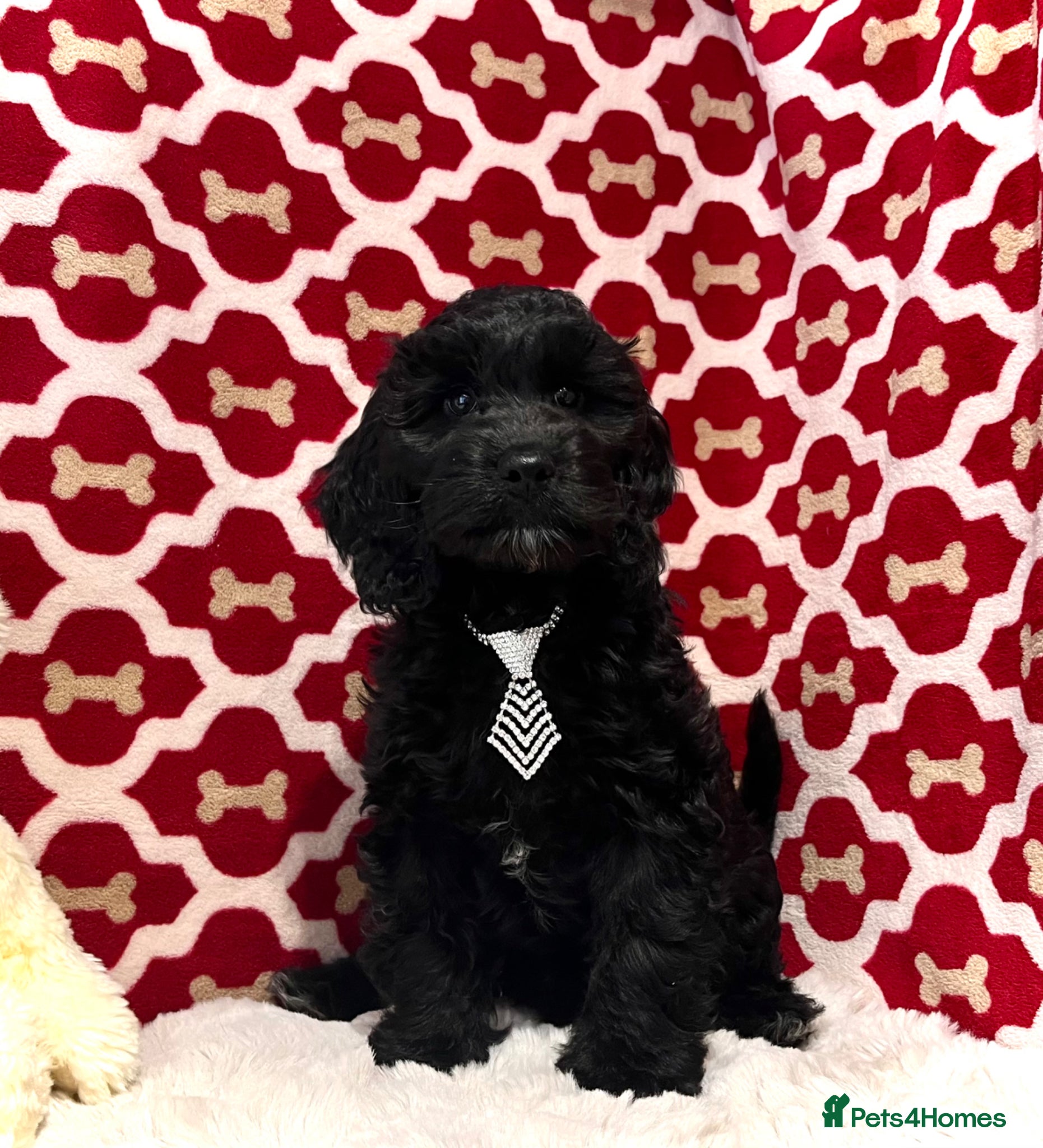 Cockapoo dogs 🏆CHAMPION LINES🌟 SHOWTYPE Miniature F1 Cockapoos - Advert 4