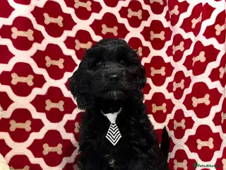 Cockapoo dogs 🏆CHAMPION LINES🌟 SHOWTYPE Miniature F1 Cockapoos - Advert 4