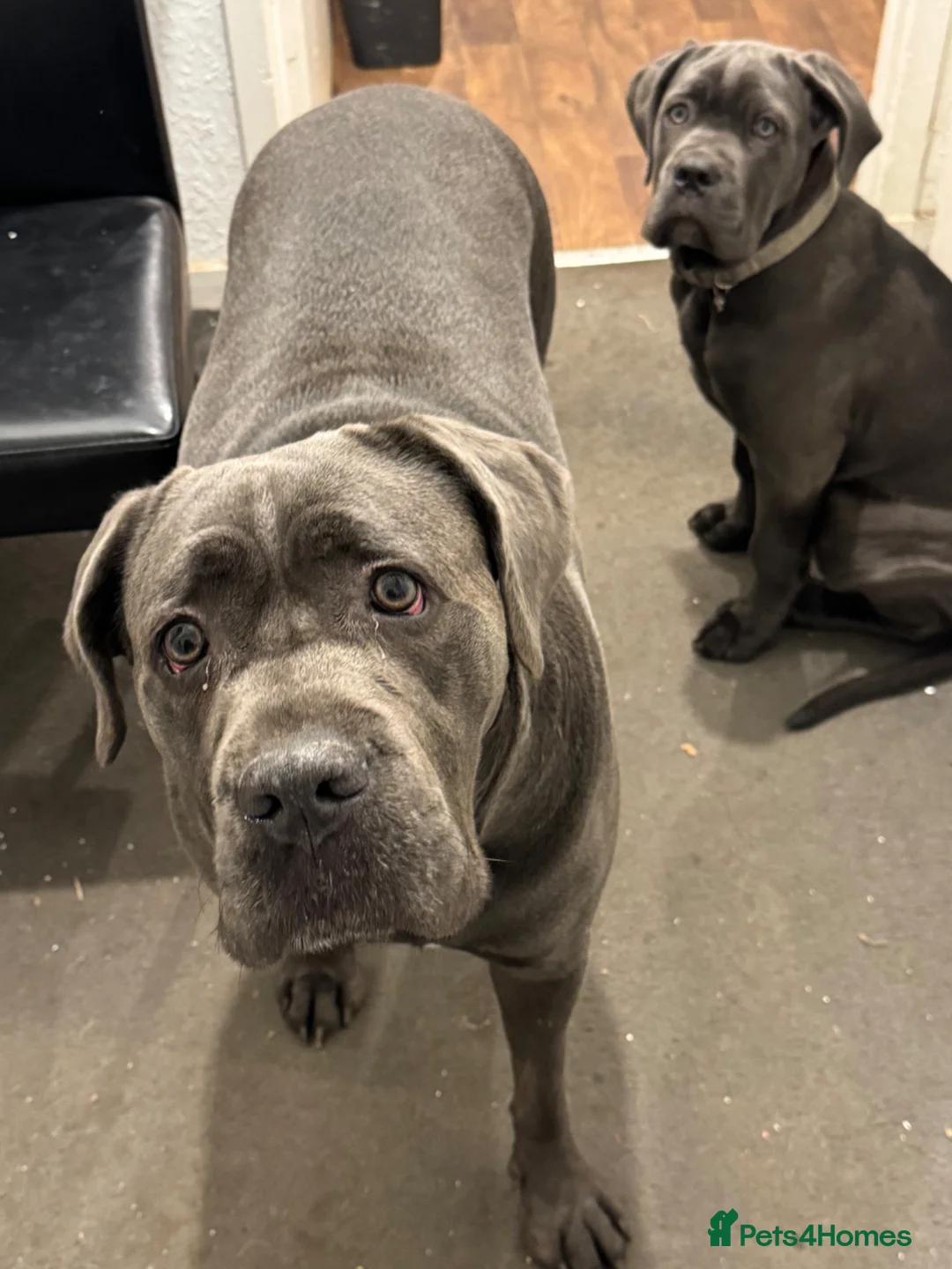 Cane Corso dogs for sale: Stunning 16week old Girl . - Advert 21