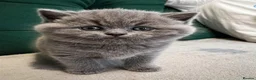 British Shorthair cats for sale: British shorthair  in Plymouth - Advert 5