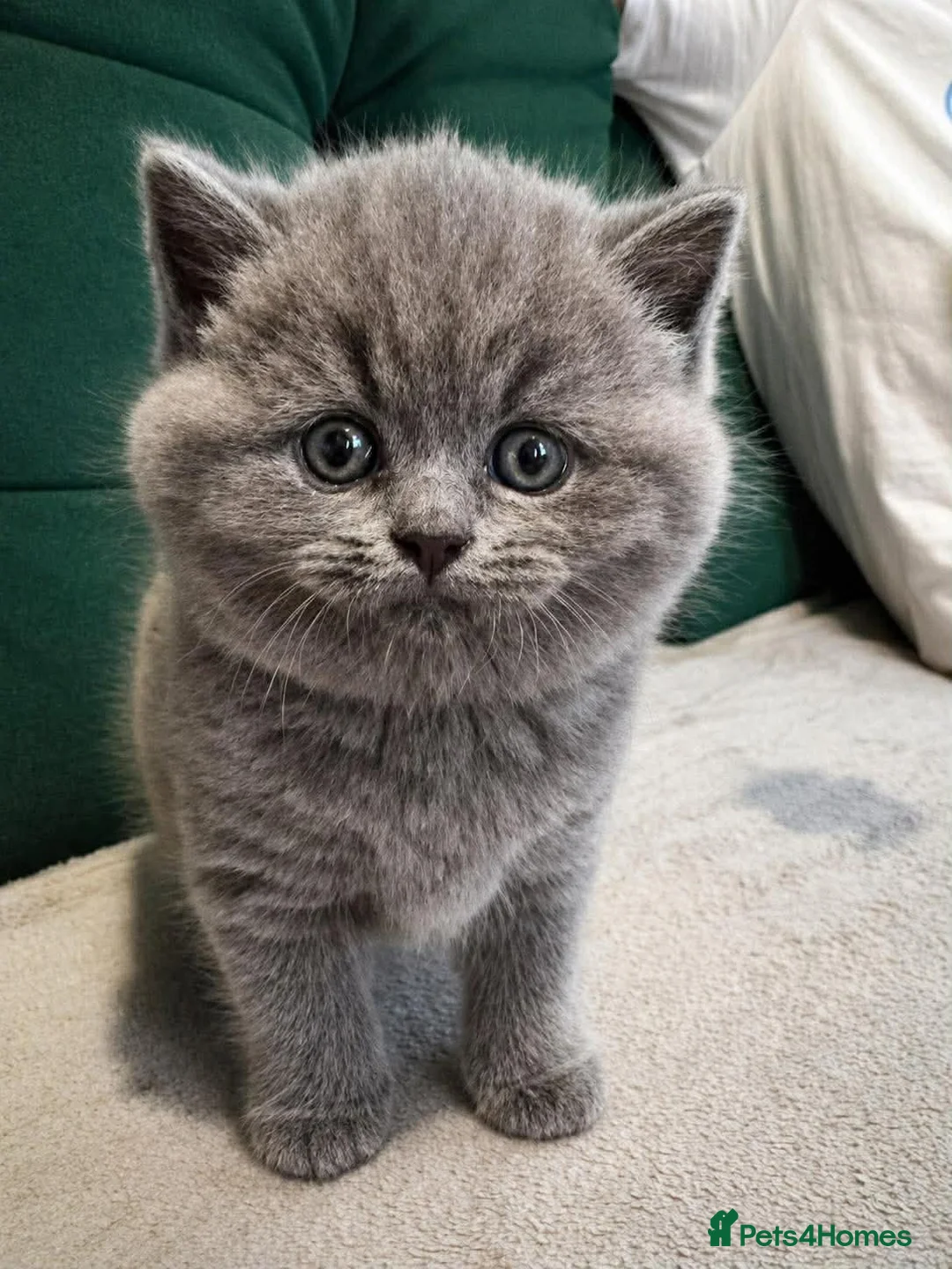 British Shorthair cats for sale: British shorthair  in Plymouth - Advert 5