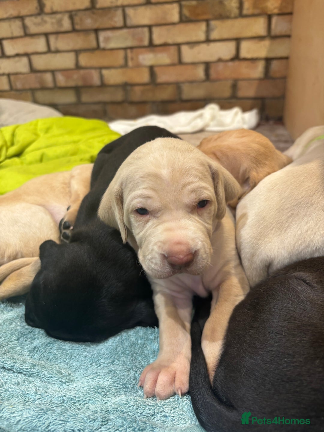 Mixed Breed dogs for sale: Weimaraner x vizsla x GSP only Black left  - Image 21