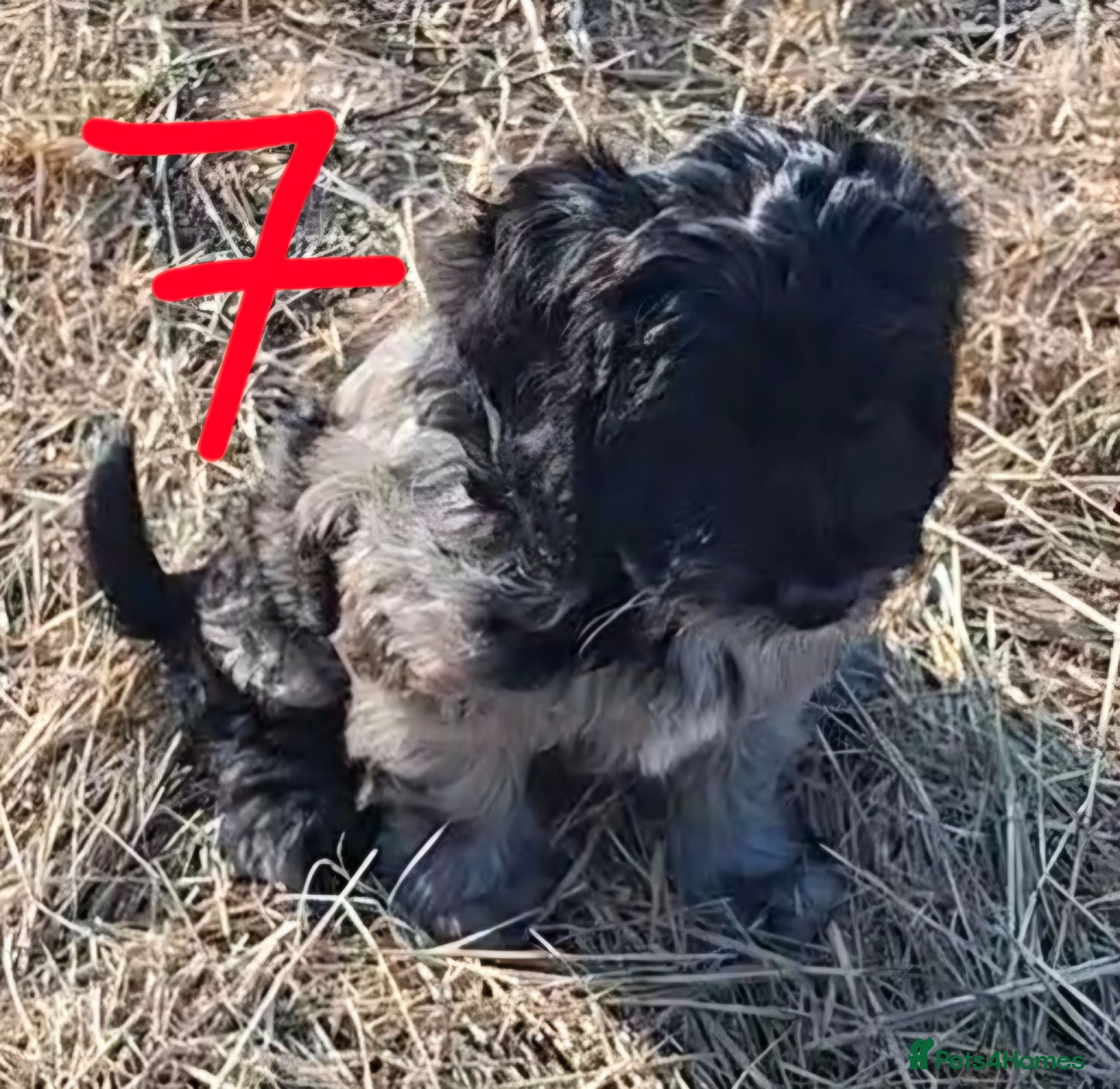 Cockapoo dogs Fully vaccinated F1 Cockapoo Pups  - Advert 16